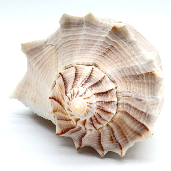 Vintage Lightning Whelk Conch Seashell Estate Collection Beach Decor Aquarium 6" - Picture 1 of 9